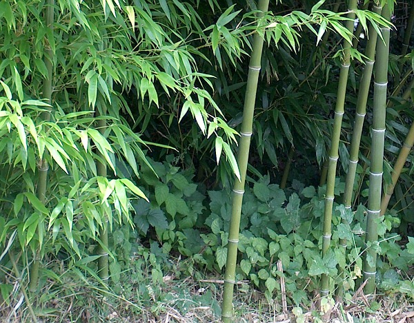 Bambushalme von Phyllostachys nigra henonis. Foto WS 2007.