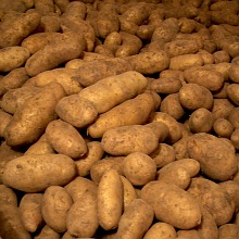 Kartoffelsorte "Ditta"